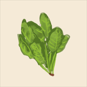 Spargel